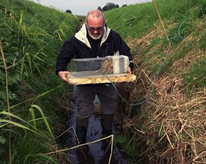 Laying a water vole trap